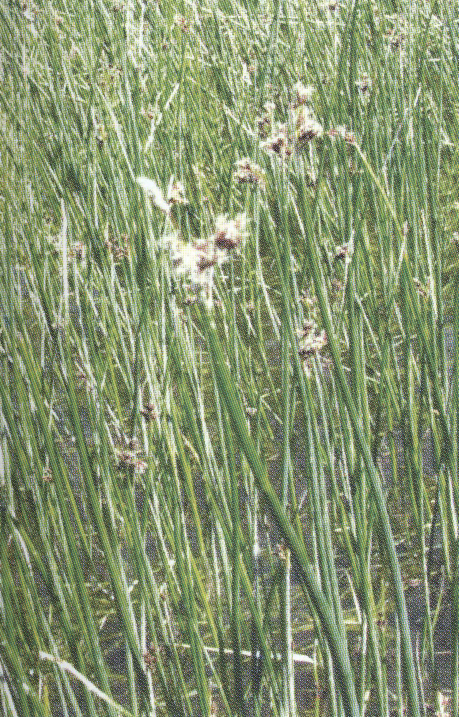 Камыш озерный Scirpus lacustris