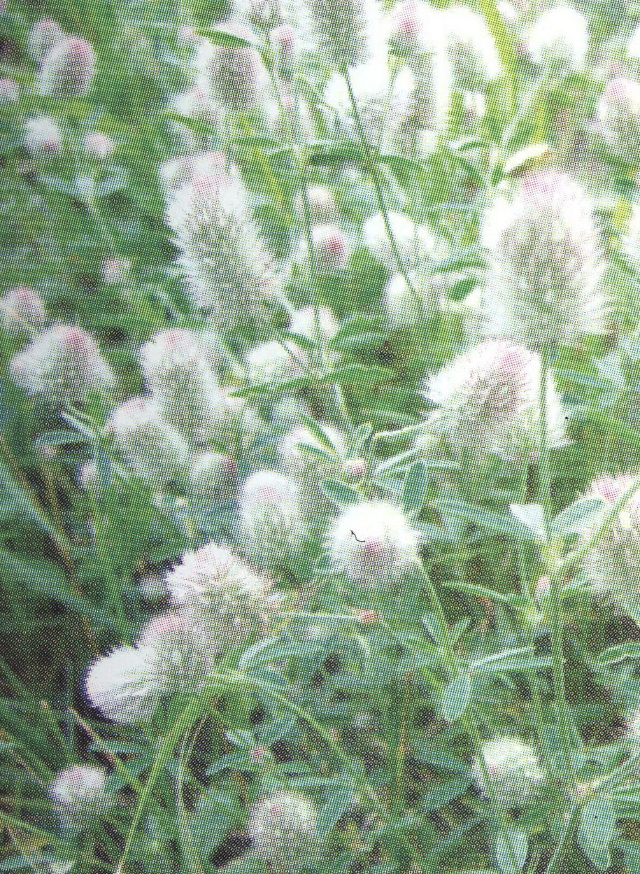 Клевер полевой или Котики Trifolium arvense