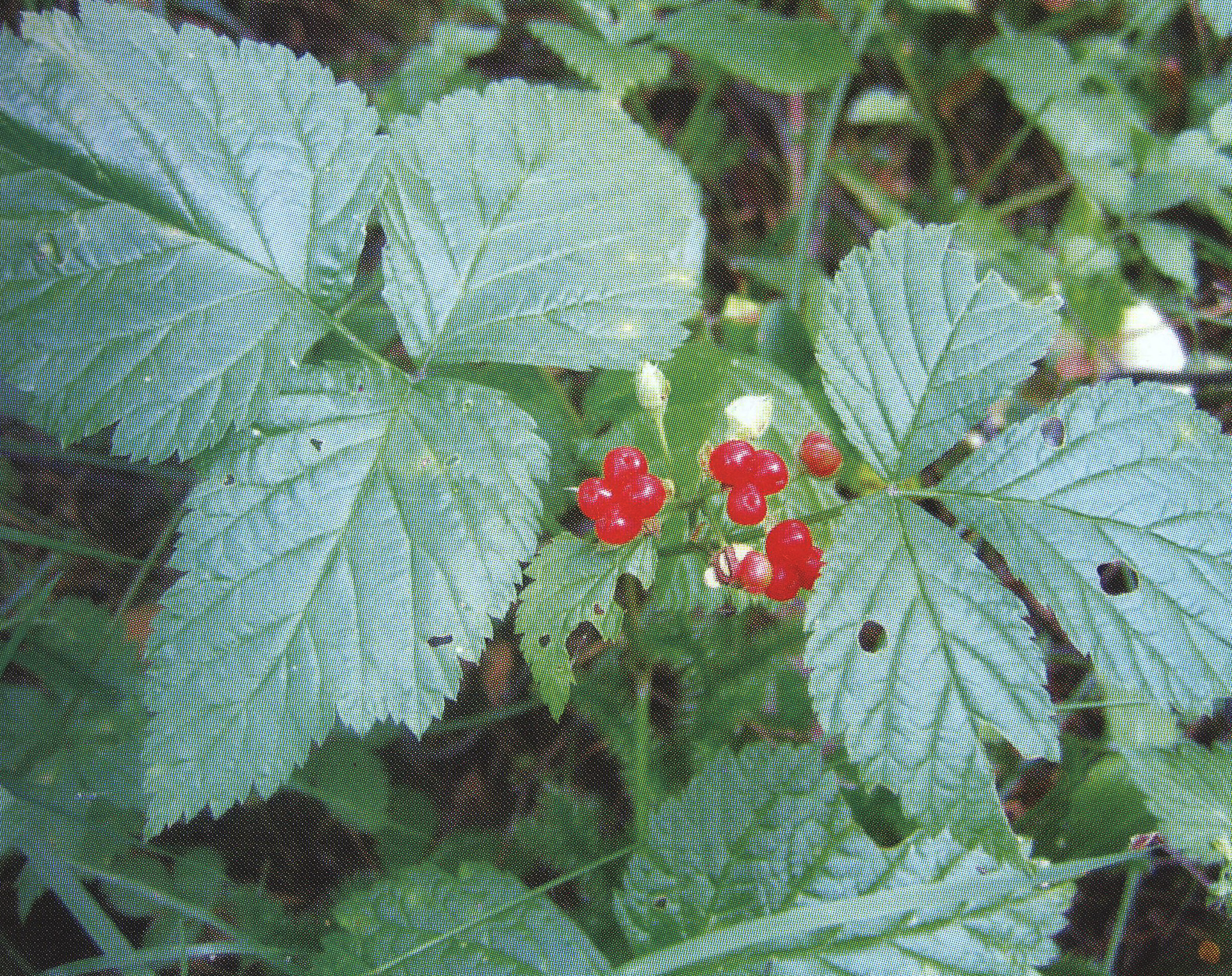 Костяника Rubus saxatilis