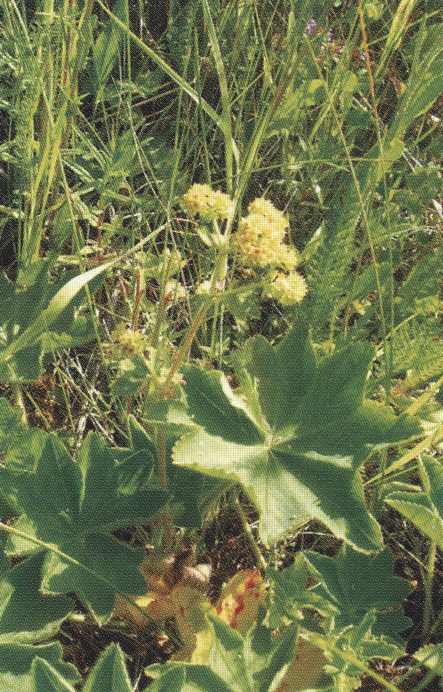 Манжетка обыкновенная Alchemilla vulgaris