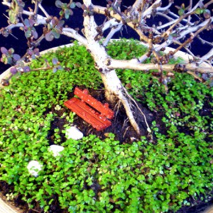 миниатюрный сад